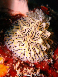 I've never seen this nudi before. It was on a wall of a cave by Sinan Oztan 